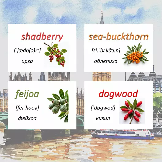 Карточки по английскому языку на тему "Berries (Ягоды)". С транскрипцией. 31 штуки.