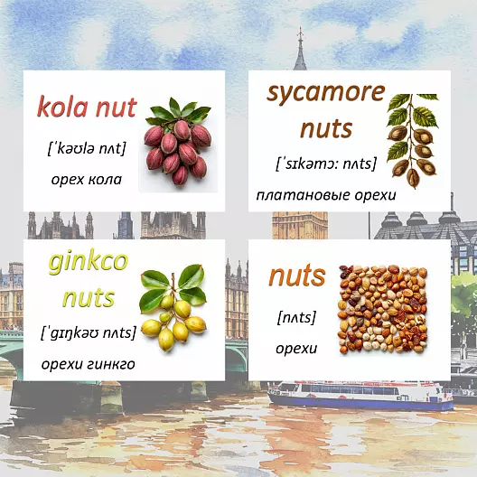 Карточки по английскому языку на тему "Nuts (Орехи)". С транскрипцией. 20 штук.