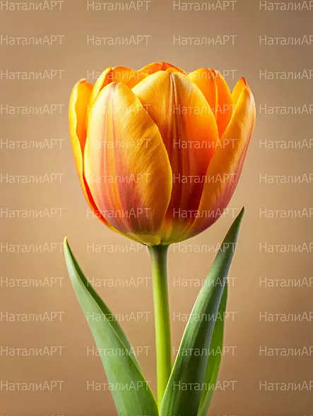 Оранжевый тюльпан