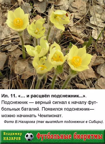 Футбольные биоритмы
